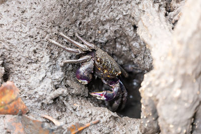 Close-up of crab on rock