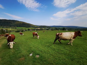 Cows grazing in a field