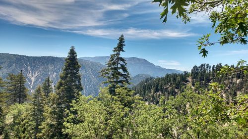 Trees by mountains against sky