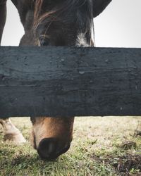 Close-up of horse on field