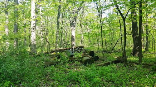 Trees in forest