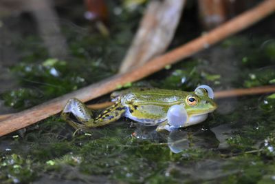 Close-up of frog in pond