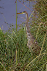 High angle view of bird on grass