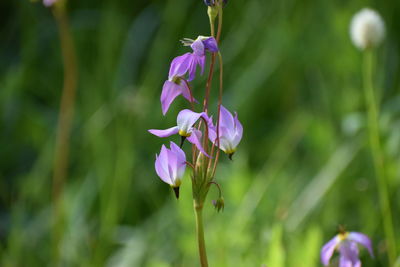 Beautiful fragile wild purple hued flower in forest