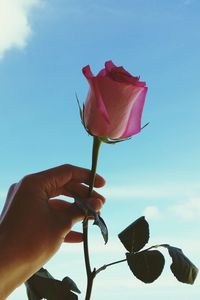 Close-up of hand holding rose