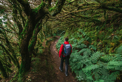 Rear view of man walking in forest