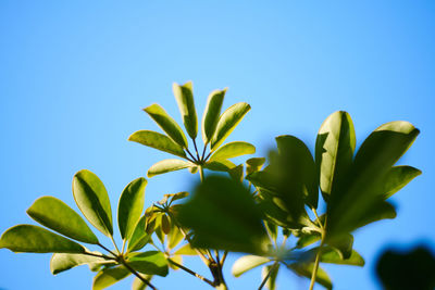 Low angle view of plant against clear blue sky