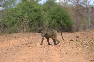 Baboon walking on field against trees