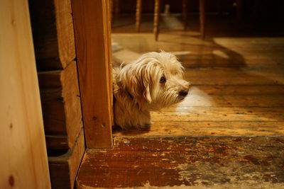 Dog relaxing on floor