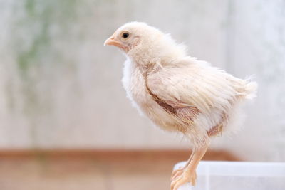 Close-up of a bird