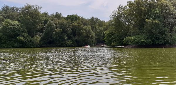 Scenic view of lake in forest