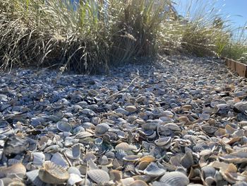 View of stones at beach