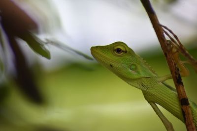 Close-up of lizard