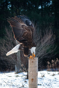 Side view of bald eagle perching on tree stump during winter