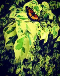 Close-up of butterfly on leaf