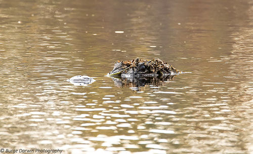 High angle view of duck swimming in lake