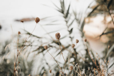 Close-up of dried plant on field