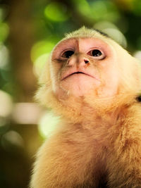 Portrait of a capuchin monkey