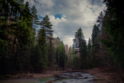 Pine trees in forest against sky