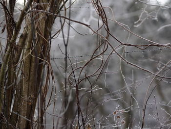 Close-up of bare tree