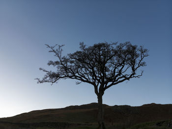 Low angle view of bare tree against clear blue sky