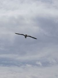 Low angle view of seagull flying in sky