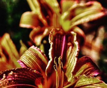 Close-up of flowering plant