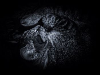 Close-up of cat sleeping