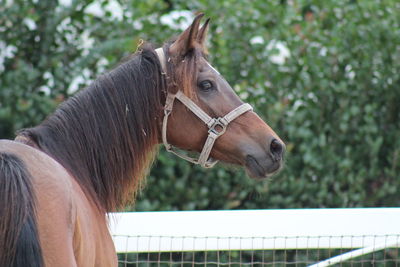 Profile view of horse standing in farm