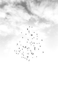 Low angle view of birds flying in sky