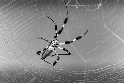 Close-up of spider on web