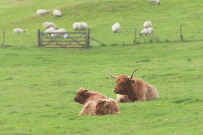 Family trio of highland cattle in an agricultural scene with fence and sheep behind.