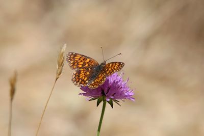 Butterfly on purple flower