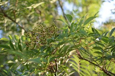 Low angle view of flowering plant against trees