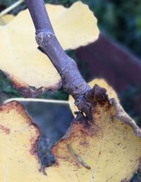 Close-up of rusty metal