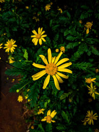 High angle view of yellow flowering plants in park