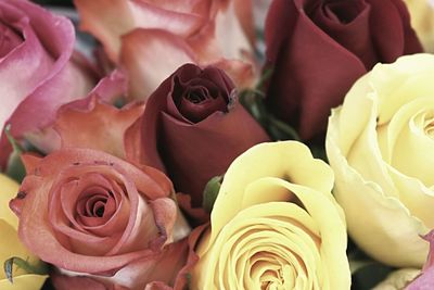 Full frame shot of pink roses