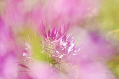 Close-up of pink dandelion flower