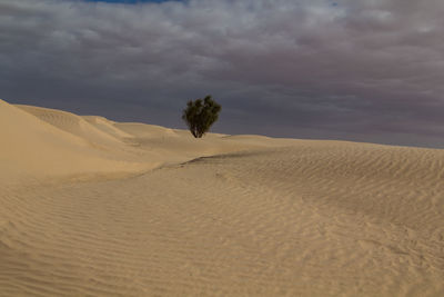 Scenic view of desert against sky