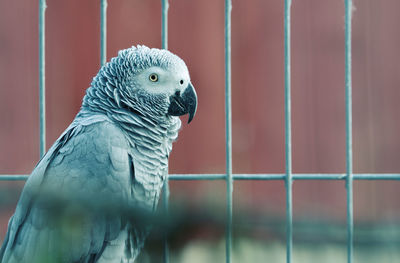 Close-up of african grey parrot in birdcage