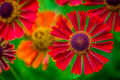 Close-up of red flower blooming outdoors