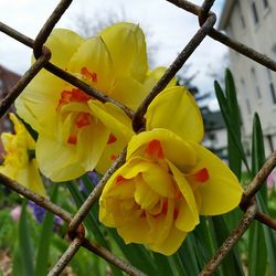 Close-up of yellow flower