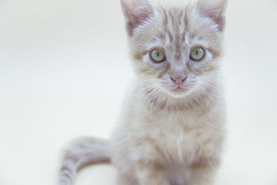 Portrait of cat against white background