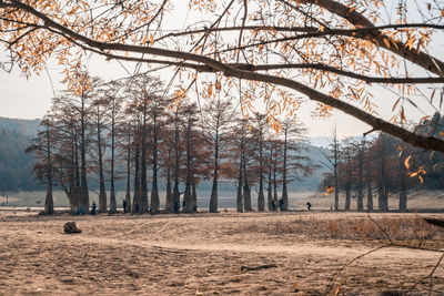 Bare trees on field against sky