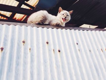 White cat looking up