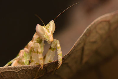 Close-up of insect