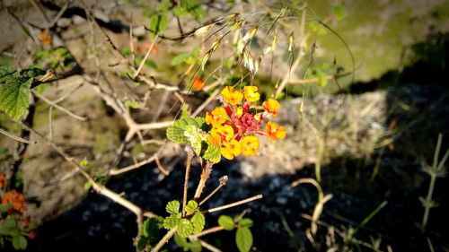 Close-up of flowers blooming outdoors