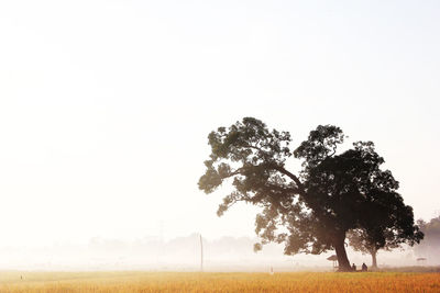 Scenic view of field against clear sky