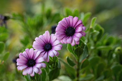 Close-up of pink flowers