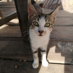 Close-up portrait of cat on floor